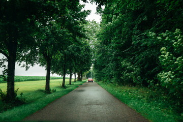 Obraz premium Ein Oldtimer Auto fährt durch eine Allee