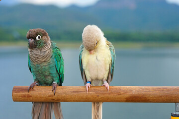 Two green cheek conure couple turquoise and cinnamon and opaline mutations color on sky and mountain background, the small parrot of the genus Pyrrhura, has a sharp beak. Native to South America