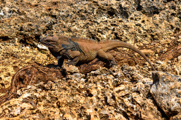 island land iguana