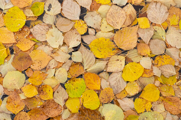 Background of fallen autumn yellow leaves