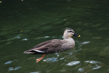 猊鼻渓のカルガモ