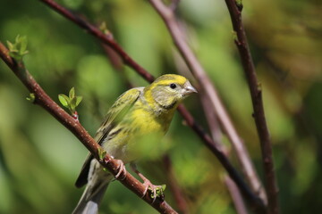Serin cini - 2021 03 31 1536 - Yonne 4280