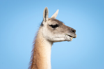 Guanaco at Torres del Paine