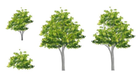 Collection of abstract watercolor green tree side view isolated on white background  for landscape and architecture layout drawing, elements for environment and garden