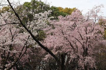 桜