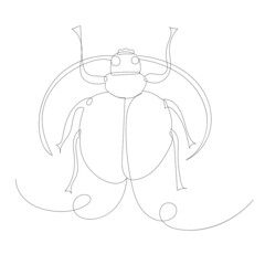 beetle, sketch drawing by one continuous line