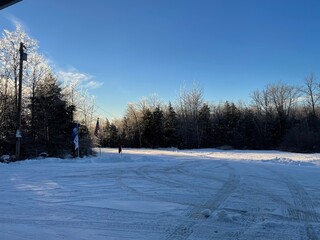 snow covered trees