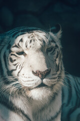 動物園　ホワイトタイガー　クローズアップ