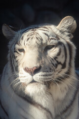 動物園　ホワイトタイガー　クローズアップ