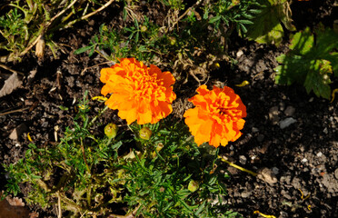 Tagetes