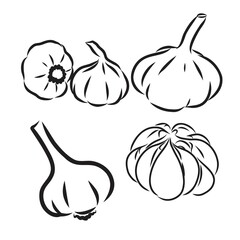 Vector hand drawn set of garlic. Herbs and spices sketch illustration