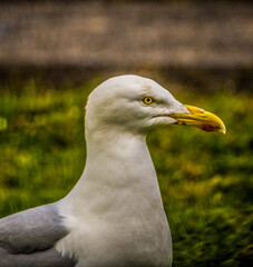 Gull - Close-up!