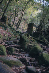 Fototapeta premium Winter Yaskuhima forest in Kyusyu Japan.