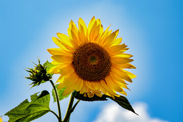 A large sunflower against a bright blue sky