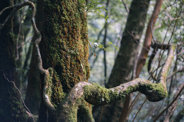 Obraz premium Winter Yaskuhima forest in Kyusyu Japan.