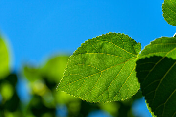 green leaves of mulberry on the sky