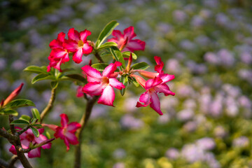 Adenium flower is a plant with colorful flowers.