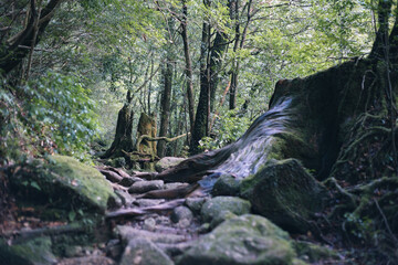 Winter Yaskuhima forest in Kyusyu Japan.