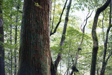Obraz premium Winter Yaskuhima forest in Kyusyu Japan.