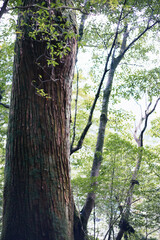 Fototapeta premium Winter Yaskuhima forest in Kyusyu Japan.