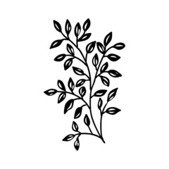 Sketch branch of leaves by hand on an isolated background