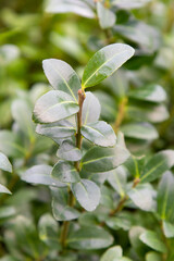 Japanese holly  (Ilex Crenata Caroline Upright) winter hardy and evergreen hedge plant that is...
