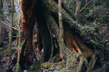 Winter Yaskuhima forest in Kyusyu Japan.