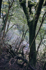 Winter Yaskuhima forest in Kyusyu Japan.