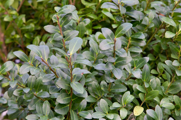 Japanese holly  (Ilex Crenata Caroline Upright) winter hardy and evergreen hedge plant that is...