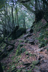 Winter Yaskuhima forest in Kyusyu Japan.