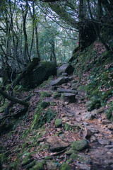 Winter Yaskuhima forest in Kyusyu Japan.