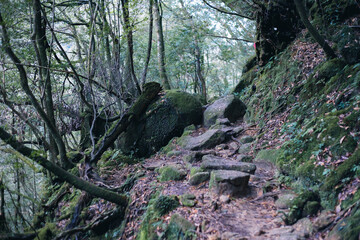 Winter Yaskuhima forest in Kyusyu Japan.