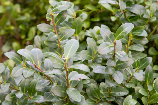 Japanese holly  (Ilex Crenata Caroline Upright) winter hardy and evergreen hedge plant that is resistant to the boxwood moth and boxwood caterpillar