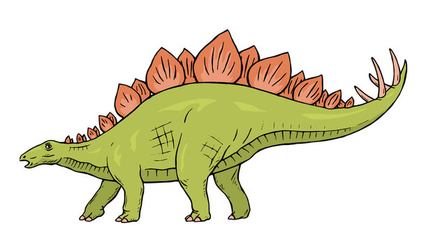 Stegosaurus herbivorous dinosaur on white background. There are plates on the back, sharp thorns on the tail. Jurassic prehistoric animal. Vector isolated cartoon illustration hand drawn