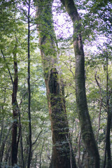 Winter Yaskuhima forest in Kyusyu Japan.