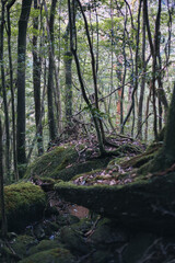 Winter Yaskuhima forest in Kyusyu Japan.