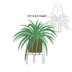 House plants. Indoor plants with purifying air and easy care. Hand drawn vector art cartoon doodle | spider plants | Graphic element, healthy lifestyle, 