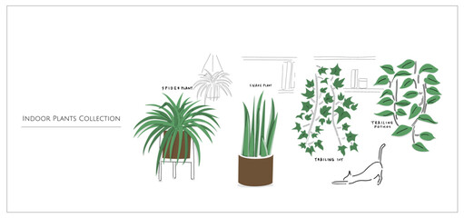 Naklejka na ściany i meble House plants collection set. Indoor plants with purifying air. Hand drawn vector art cartoon doodle | Spider Plants, Snake Plants, Ivy, Pathos in a room. 