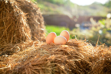 Organic white  egg  free range farm, EGGS FROM FREE HENS, FREE-RANGE EGG, ECOLOGICAL EGG, PRODUCED...