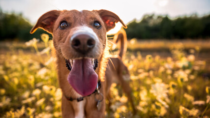Playful happy smiling dog standing on a field in the sunset, summer, golden hour