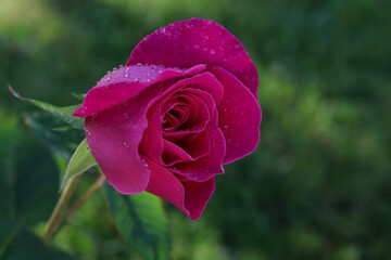 Soft pink flower and blurred background. Pink Rose Blooming in Garden. Rose on green background. Nature background, love  concept. Close up of blooming beautiful soft pink Rose .Summer flowers. 