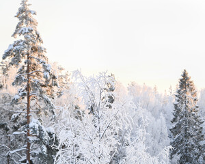 winter landscape of the north
