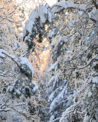 winter landscape of the north