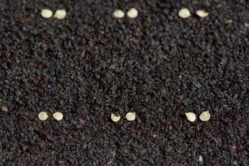 pepper seeds precisely planted in straight rows on fertile soil