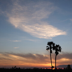 Fototapeta na wymiar silhouette tree with beautiful sunrise sky background