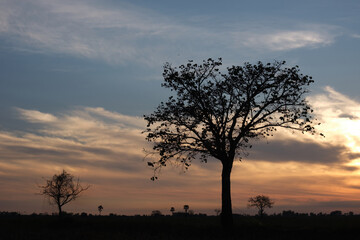 Fototapeta premium silhouette tree with beautiful sunrise sky background