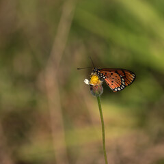 Obraz na płótnie Canvas butterfly feeding on wild flower close up