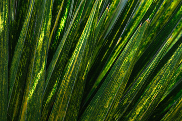 green palm leaf close up , nature pattern background