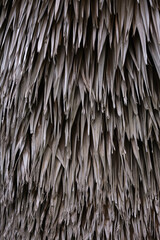 Dry palm leaf background