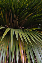 Fototapeta premium green palm leaf close up , nature pattern background
